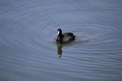 American Coot on a lake