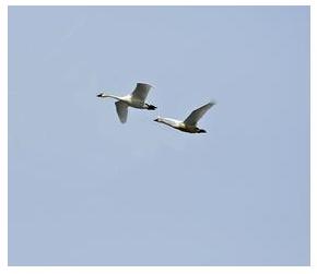 Tundra Swans in flight